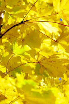  beautiful background from maple leaves
