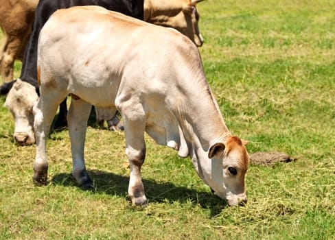 white calf australian beef cattle grazing on green grass