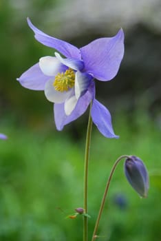 aipine flower on the alpine field