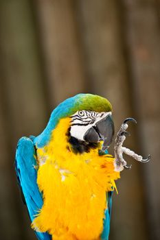 A macaw saying hello