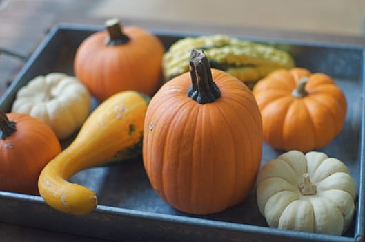 A metal tray is loaded with gourds and tiny decorative pumpkins.