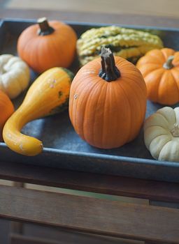 A group of decorative gourds and pumpkins shine in the evening light on a large, serving tray.