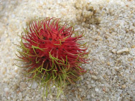 Typical Thailand Fruit, on the Sand, Summer 2007