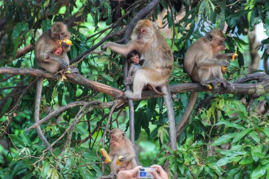 Monkeys in various activities near Changmai