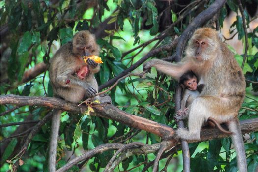 Monkeys in various activities near Changmai