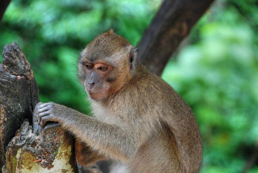 A Monkey in a very expressive position near Changmai