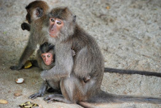 Monkeys in various activities near Changmai