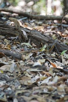 A carpet of leaves in the Whitsunday Islands, Australia