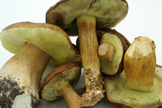 few mushrooms isolated on white background