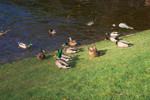 photo of the wild ducks swimming in river