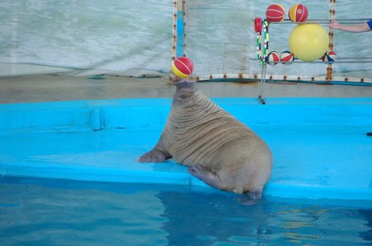 photo of the walrus playing with ball