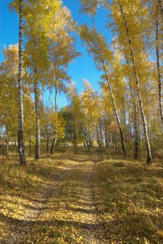 photo of the yellow foliage in autumn wood