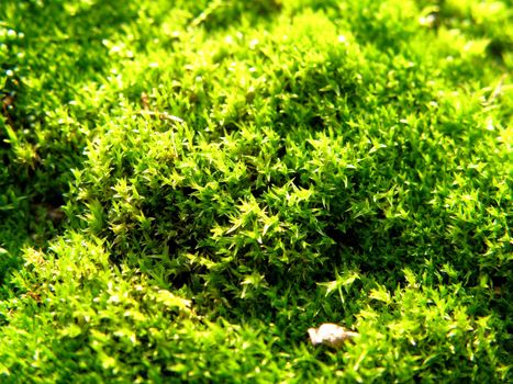 A macro shot of carpet green moss on a beautiful sunny day