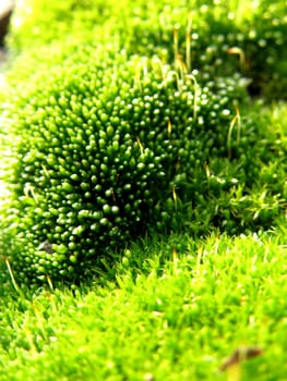 A macro shot of carpet green moss on a beautiful sunny day