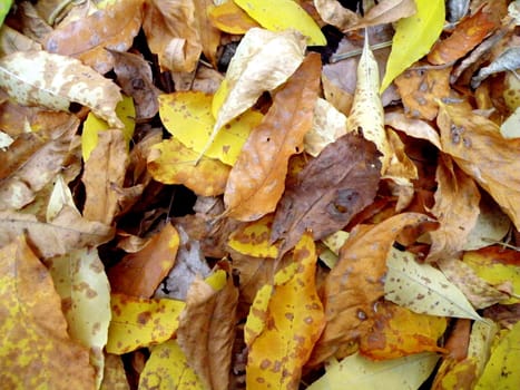 forest floor autumn rusty leaves after a leaf fall