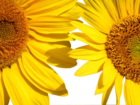 Super Bright Yellow Sunflower on White with Clipping Path Included  