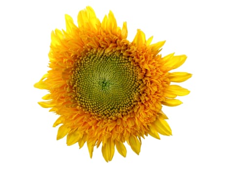 Super Bright Yellow Sunflower on White with Clipping Path Included   