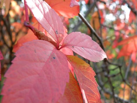 Virginia creeper (grapes) leaves in beautiful autumn colours 