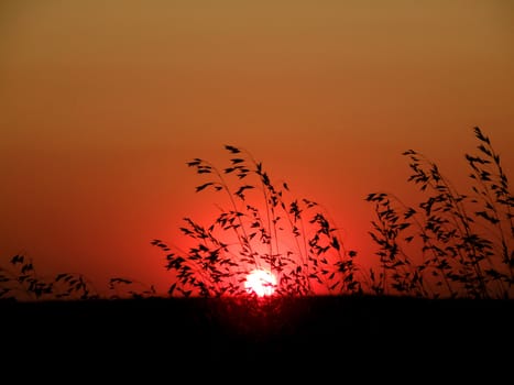 Wild grass growing in the meadows against a red sunset