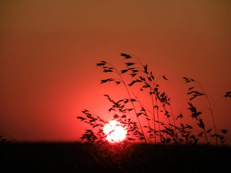 The wild grass against a fiery decline develops on a wind