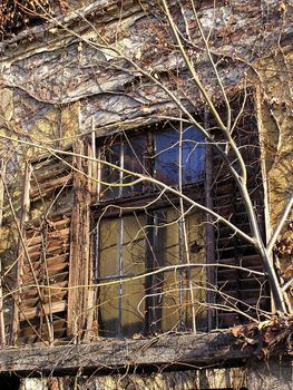 Detail of old house, window with shades, wall coverd with ivy.