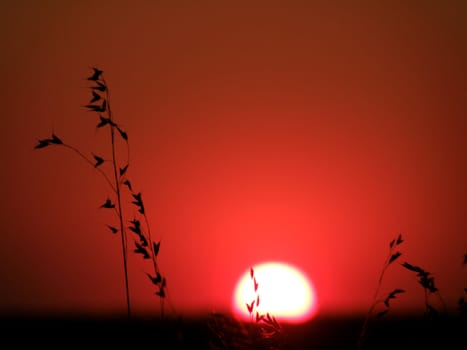 Wild grass growing in the meadows against a red sunset