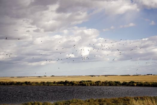 Flight flock of wild ducks against the sky
