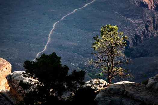 Tree foreground of Bright Angel Trail in the Grand Canyon