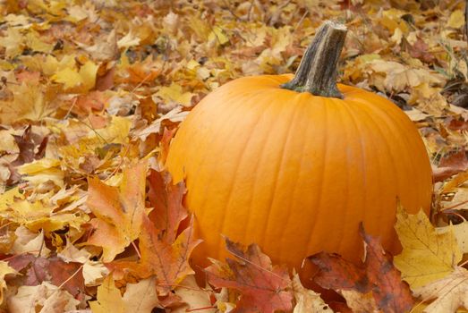 A fresh pumpkin sitting among the fallen leaves of autumn.