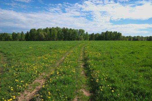 photo of the field from dandelion under bright summer sun