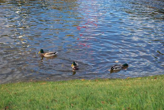 photo of the wild ducks swimming in river
