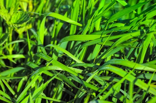 Drops of dew on the fresh dense grass