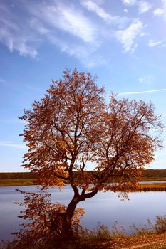 Lonely autumn tree on lake removed by a sunny day