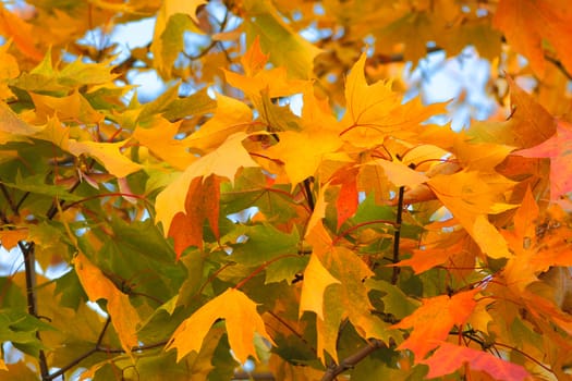 Congestion of autumn maple leaves removed close up