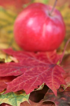 Part of an autumn maple leaf removed close up against a red apple