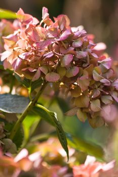 Hortensia flowers getting autumn colors at end of summer - vertical