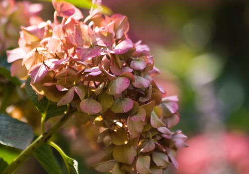 Hortensia flowers getting autumn colors at end of summer - horizontal