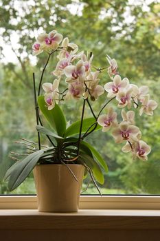 Plant pot with Moth Orchid in window with glassreflections and trees in background outdoors 