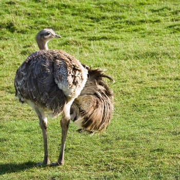 Darwin's Rhea seen from backside with one spreaded wing