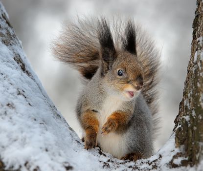The squirrel on a tree, cold winter.