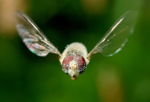 Wave of a wings, fly Syrphidae on flight 