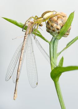 Spider Dolomedes fimbriatus and dragonfly Lestes dryas