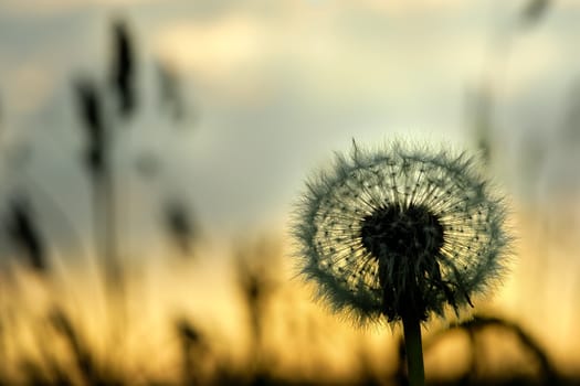 Dandelion Taraxacum officinale on a meadow, on a sunset.