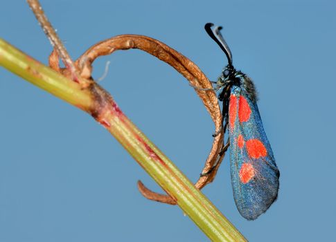 The bright, spotted butterfly Zygaena filipendulae on a lief