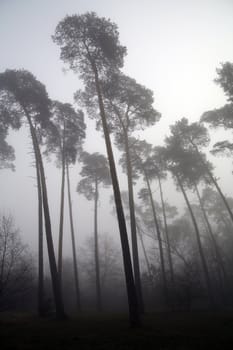 depressing foggy forest