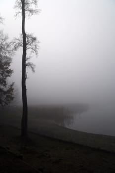 lonely tree on misty bank of lake