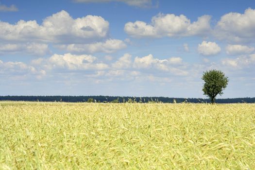 grain and the sky (Poland)