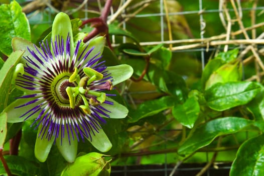 an image of the beautiful Passion flower in full bloom with blurred leaf background.