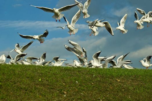 a image showing the feathered pest on most if not all of the worlds beaches Seagulls, here the common Gull is flocking for food. Multi focus intentional