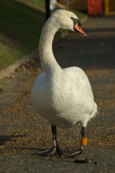a swan standing on a path in a park in Autumn with water droplets still on the feathers.